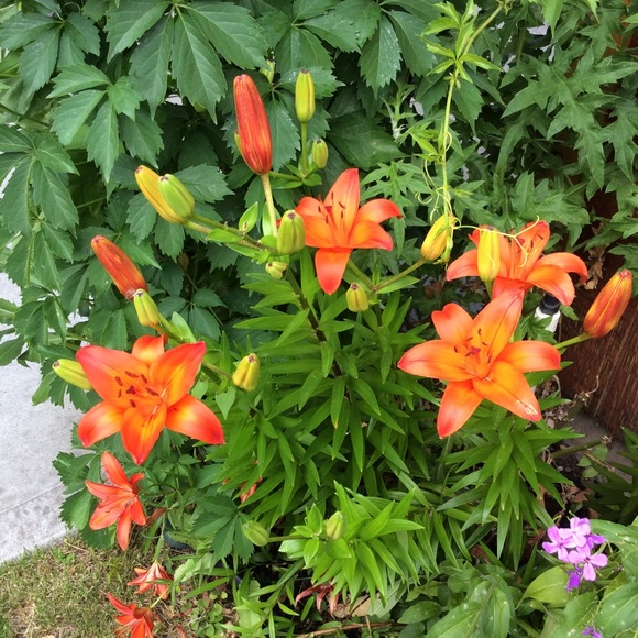 Meet your Posher, Sharon - Picture 1 of 6